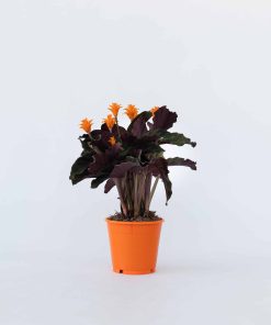 Plant in a Box - Korbmarante - Calathea crocata 'Tassmania' - Höhe 40-50cm - Topf 14cm