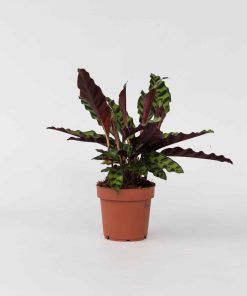 Plant in a Box - Korbmarante - Goeppertia insignis - Höhe 30-40cm - Topf 12cm