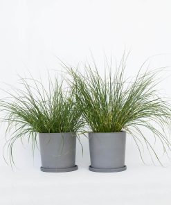 Plant in a Box - Lampenputzergras - 2 Stk - Pennisetum 'Hameln' - Höhe 20-30cm - Topf 23cm