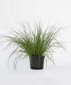 Plant in a Box - Lampenputzergras - Pennisetum alopecuroides 'Hameln' - Höhe 20-30cm - Topf 23cm