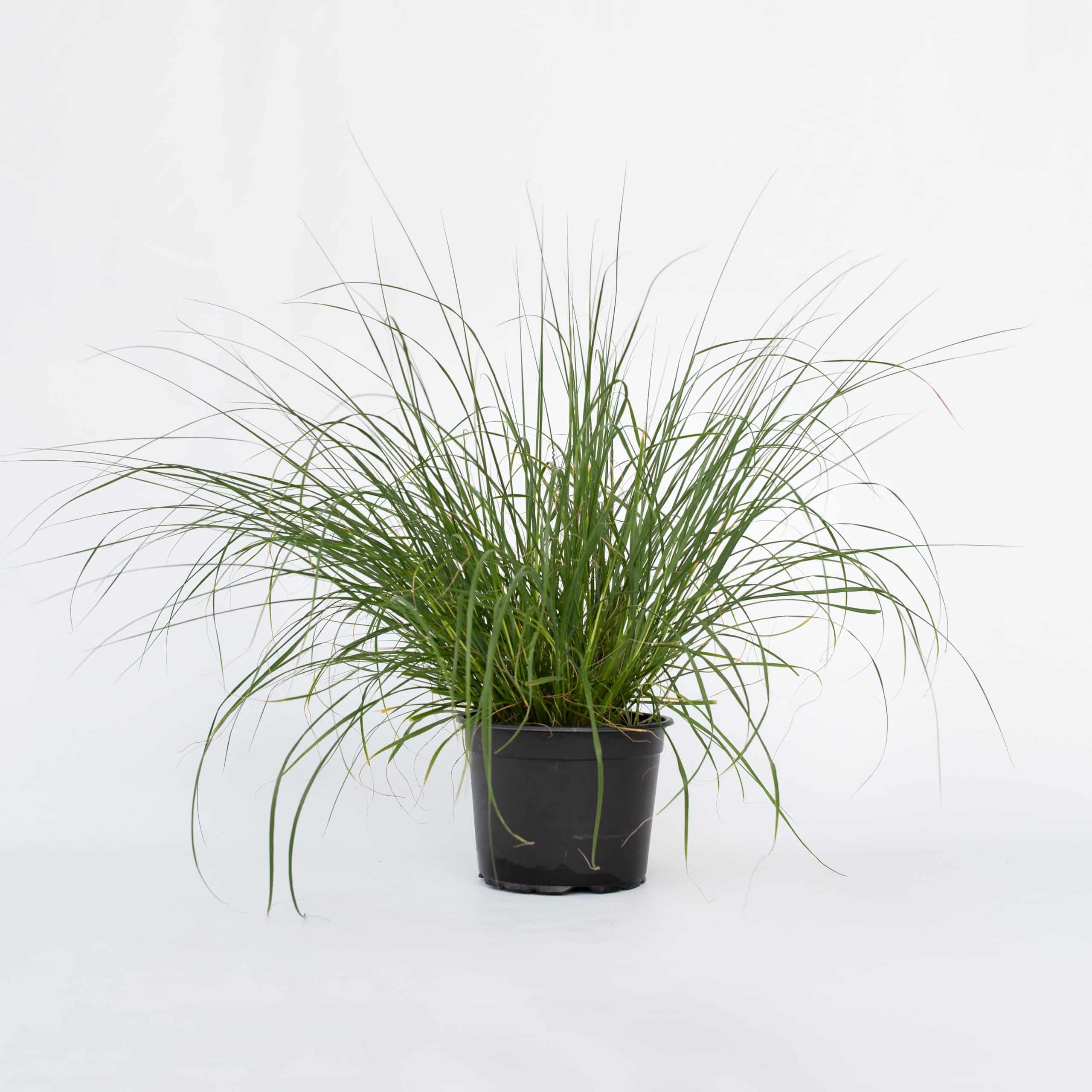 Plant in a Box - Lampenputzergras - Pennisetum alopecuroides 'Hameln' - Höhe 20-30cm - Topf 23cm