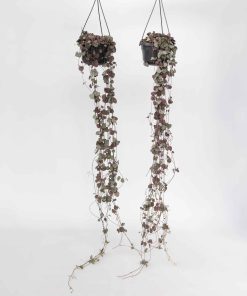 Plant in a Box - Leuchterblume - 2 Stk - Ceropegia linearis Woodii - Höhe 20-30cm - Topf 14cm