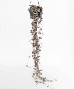 Plant in a Box - Leuchterblume - Ceropegia linearis Woodii - Höhe 20-30cm - Topf 14cm
