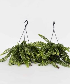 Plant in a Box - Lippenstiftpflanze - 2 Stk - Aeschynanthus pulcher - Höhe 20-30cm - Topf 15cm