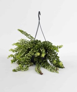 Plant in a Box - Lippenstiftpflanze - Aeschynanthus pulcher - Höhe 20-30cm - Topf 15cm