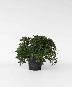 Plant in a Box - Lorbeer - Pittosporum tobira nanum - Höhe 30-40cm - Topf 19cm