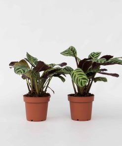 Plant in a Box - Marante - 2 Stk - Ctenanthe 'Amagris' - Höhe 20-30cm - Topf 12cm