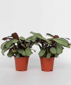 Plant in a Box - Marante - 2 Stk - Ctenanthe Burle-Marxii 'Amagris' - Höhe 25-35cm - Topf 14cm