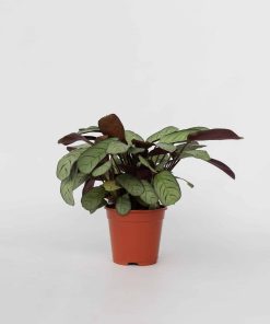 Plant in a Box - Marante - Ctenanthe burle-marxii 'Amagris' - Höhe 25-35cm - Topf 14cm