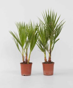 Plant in a Box - Mexikanische Fächerpalme - 2 Stk - Washingtonia robusta - Höhe 50-60cm - Topf 15cm