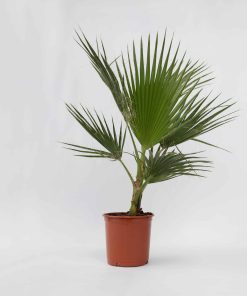 Plant in a Box - Mexikanische Fächerpalme - 2 Stk - Washingtonia robusta - Höhe 70-90cm - Topf 21cm