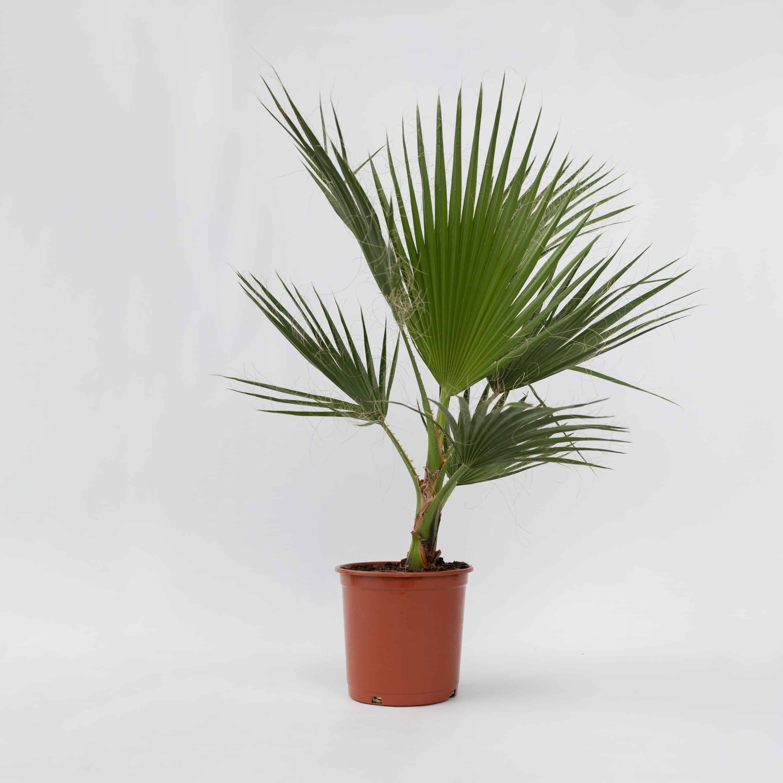 Plant in a Box - Mexikanische Fächerpalme - 2 Stk - Washingtonia robusta - Höhe 70-90cm - Topf 21cm