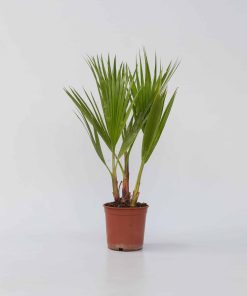 Plant in a Box - Mexikanische Fächerpalme - Washingtonia robusta - Höhe 50-60cm - Topf 15cm