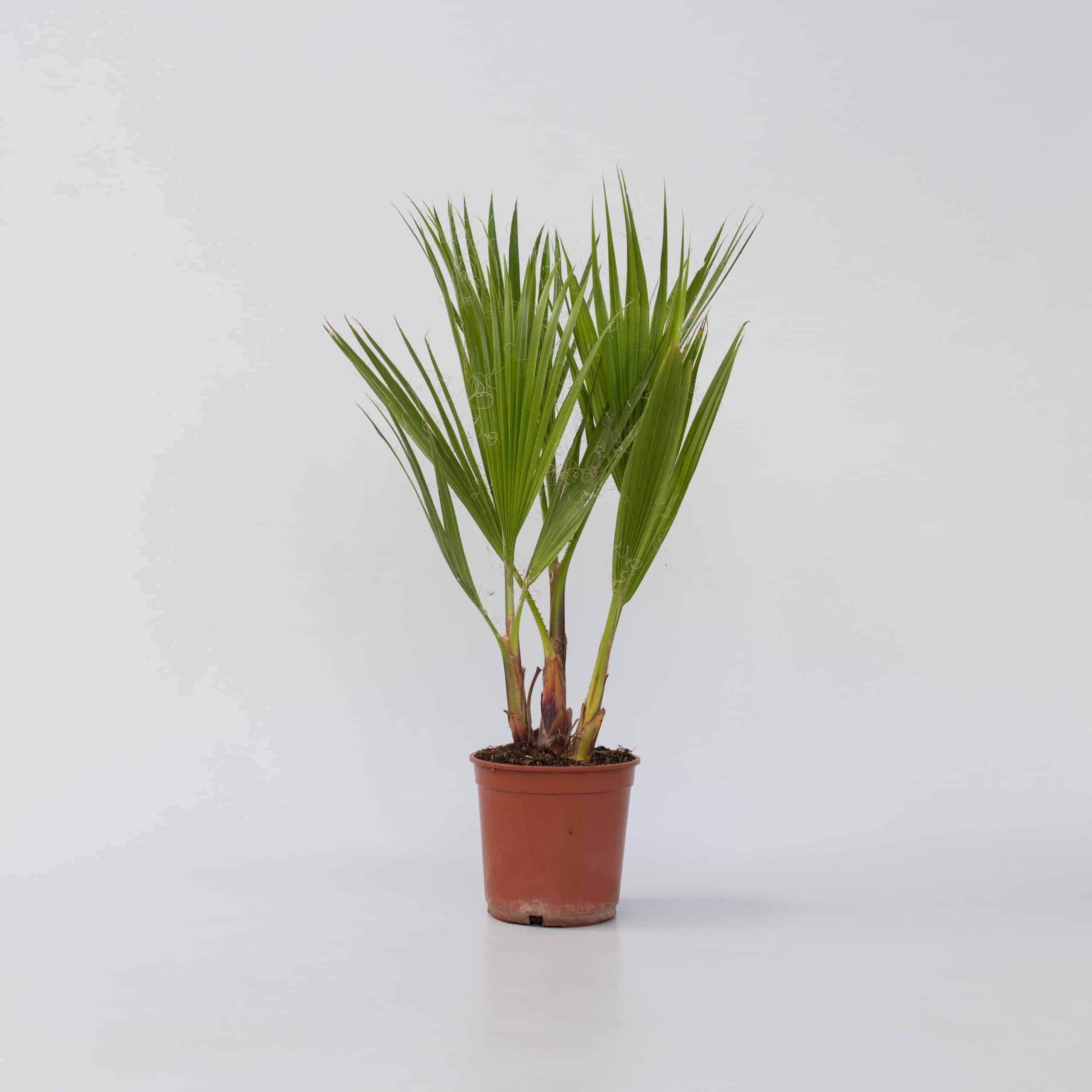 Plant in a Box - Mexikanische Fächerpalme - Washingtonia robusta - Höhe 50-60cm - Topf 15cm