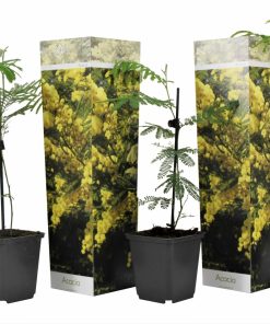 Plant in a Box - Mimosenstrauch - 3 Stk - Mimosa dealbata - Höhe 25-40cm - Topf 9cm