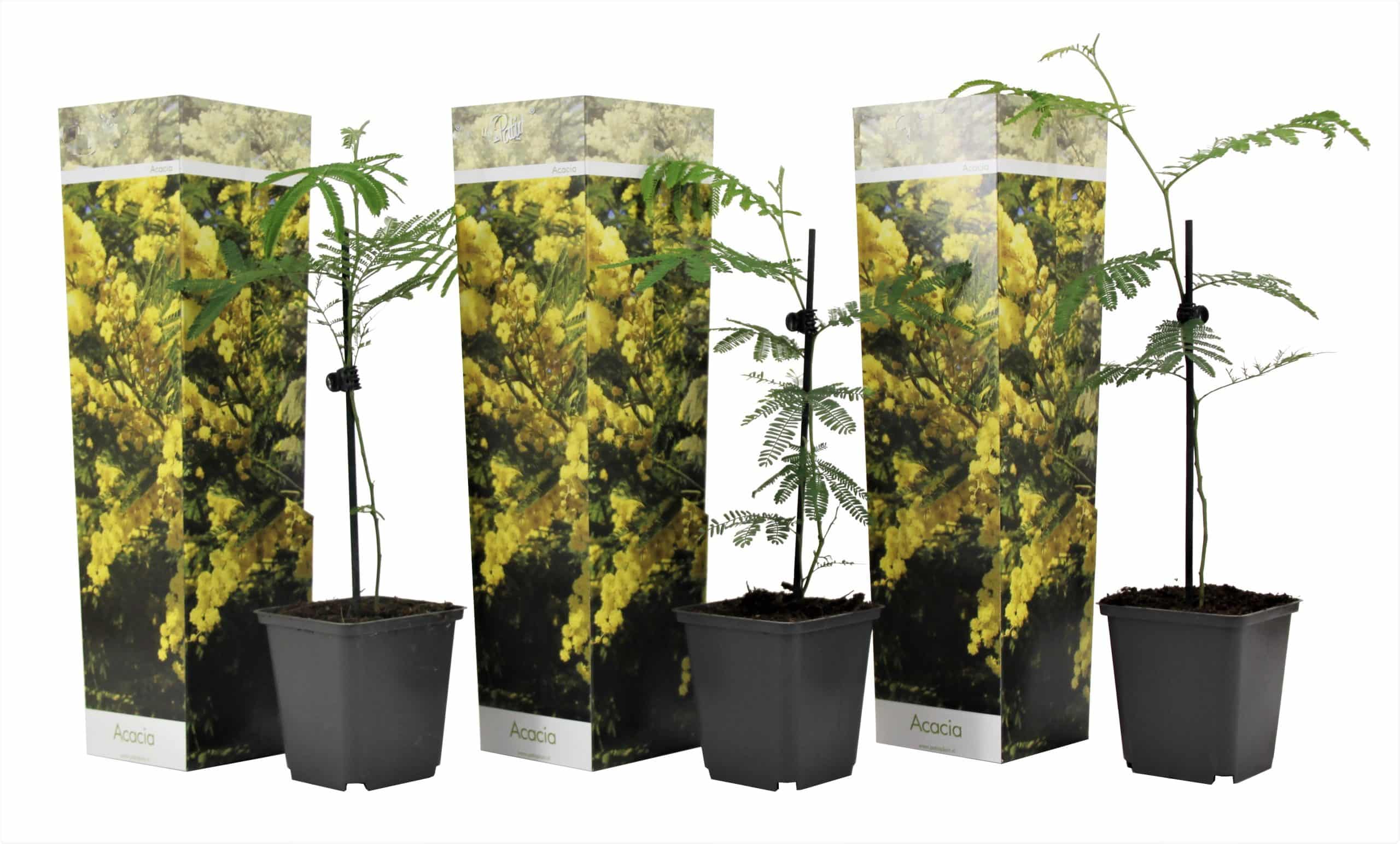 Plant in a Box - Mimosenstrauch - 3 Stk - Mimosa dealbata - Höhe 25-40cm - Topf 9cm