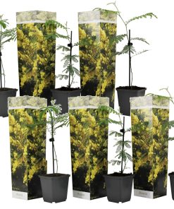 Plant in a Box - Mimosenstrauch - 6 Stk - Mimosa dealbata - Höhe 25-40cm - Topf 9cm