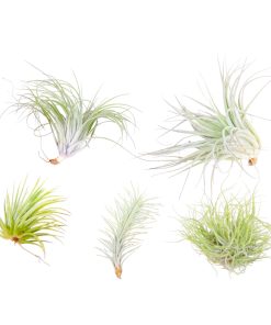Plant in a Box - Mischung Tillandsien - 5 Stk - Tillandsia - Höhe 5-15cm - Topf 5cm