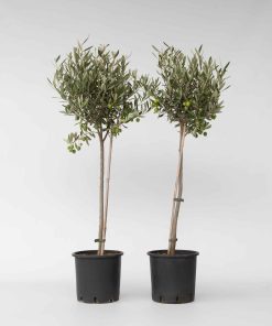Plant in a Box - Olivenbaum - 2 Stk - Olea europaea - Höhe 80-90cm - Topf 19cm