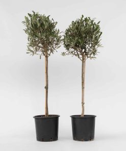 Plant in a Box - Olivenbaum - 2 Stk - Olea europaea - Höhe 90-100cm - Topf 21cm