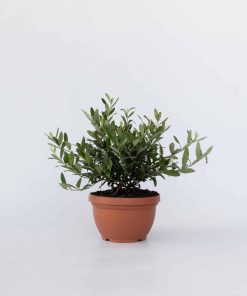 Plant in a Box - Olivenbaum - Olea europaea - Höhe 30-40cm - Topf 21cm