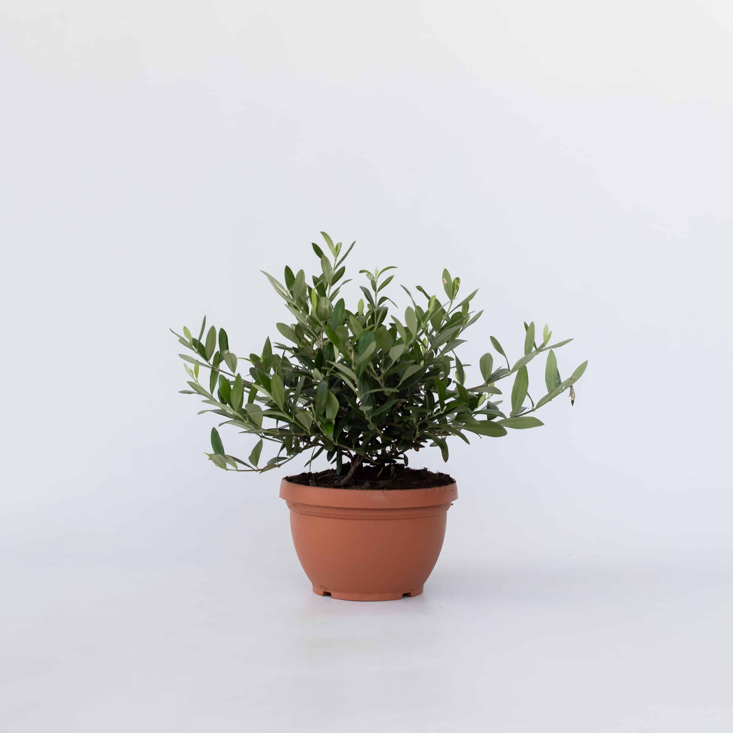 Plant in a Box - Olivenbaum - Olea europaea - Höhe 30-40cm - Topf 21cm