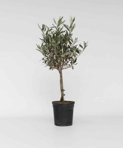 Plant in a Box - Olivenbaum - Olea europaea - Höhe 60-70cm - Topf 17cm