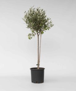 Plant in a Box - Olivenbaum - Olea europaea - Höhe 80-90cm - Topf 19cm