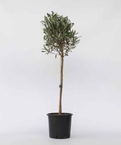 Plant in a Box - Olivenbaum - Olea europaea - Höhe 90-100cm - Topf 21cm