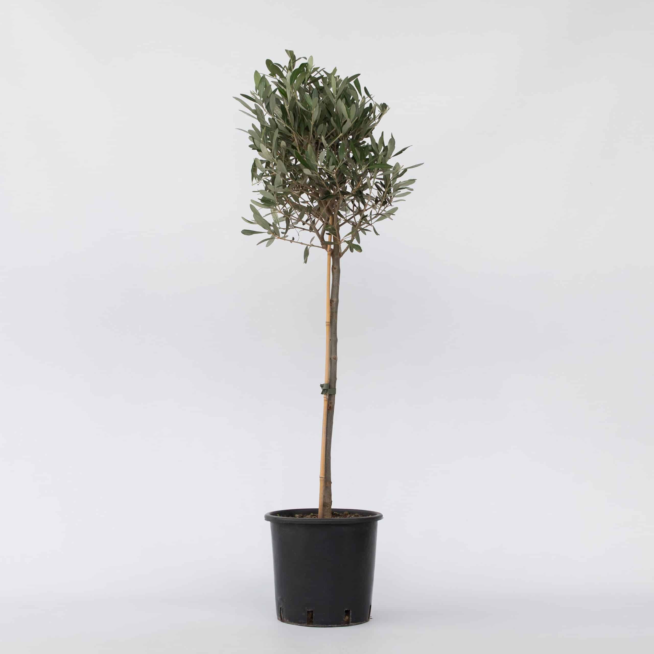 Plant in a Box - Olivenbaum - Olea europaea - Höhe 90-100cm - Topf 21cm