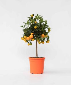 Plant in a Box - Orangenbaum - Citrus mitis 'Calamondin' - Höhe 55-65cm - Topf 19cm