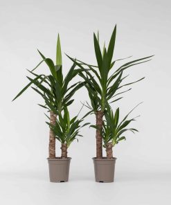 Plant in a Box - Palmlilie - 2 Stk - Yucca elephantipes - Höhe 70-80cm - Topf 17cm