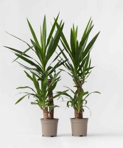 Plant in a Box - Palmlilie - 2 Stk - Yucca elephantipes - Höhe 70-80cm - Topf 21cm