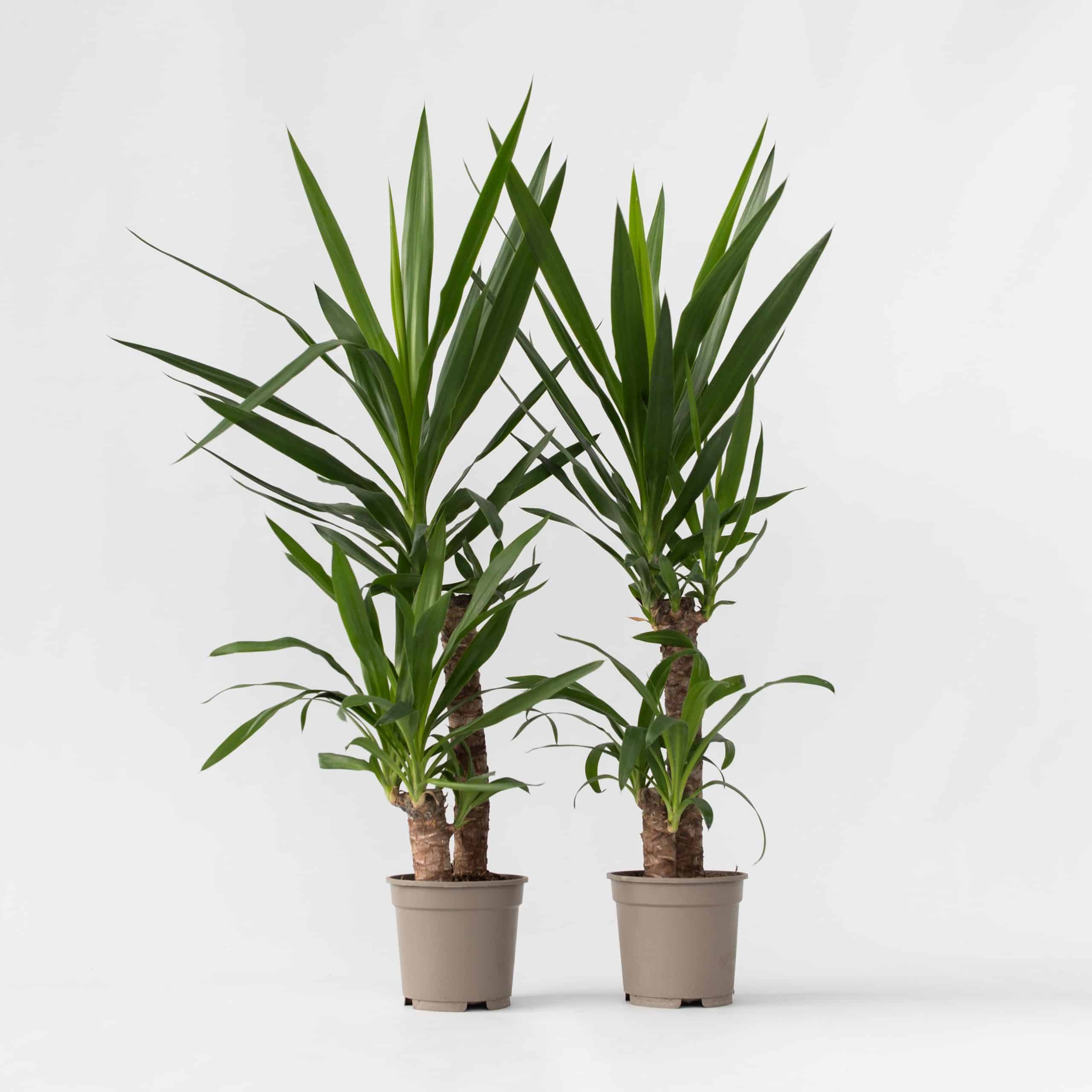 Plant in a Box - Palmlilie - 2 Stk - Yucca elephantipes - Höhe 70-80cm - Topf 21cm