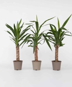 Plant in a Box - Palmlilie - 6 Stk - Yucca elephantipes - Höhe 50-60cm - Topf 14cm