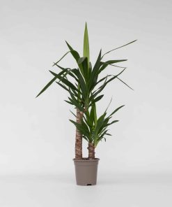 Plant in a Box - Palmlilie - Yucca elephantipes - Höhe 70-80cm - Topf 17cm