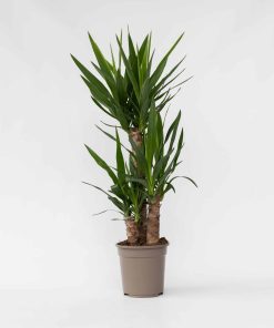 Plant in a Box - Palmlilie - Yucca elephantipes - Höhe 70-80cm - Topf 21cm