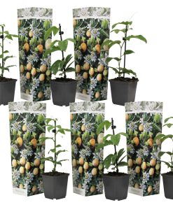 Plant in a Box - Passionsblume - 6 Stk - Passiflora edulis 'Frederick' - Höhe 25-40cm - Topf 9cm
