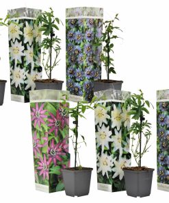 Plant in a Box - Passionsblume - 6 Stk - Passiflora hybridum - Höhe 25-40cm - Topf 9cm
