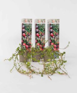 Plant in a Box - Preiselbeere - 3 Stk - Vaccinium macrocarpon 'Cranberry' - Höhe 10-20cm - Topf 9cm