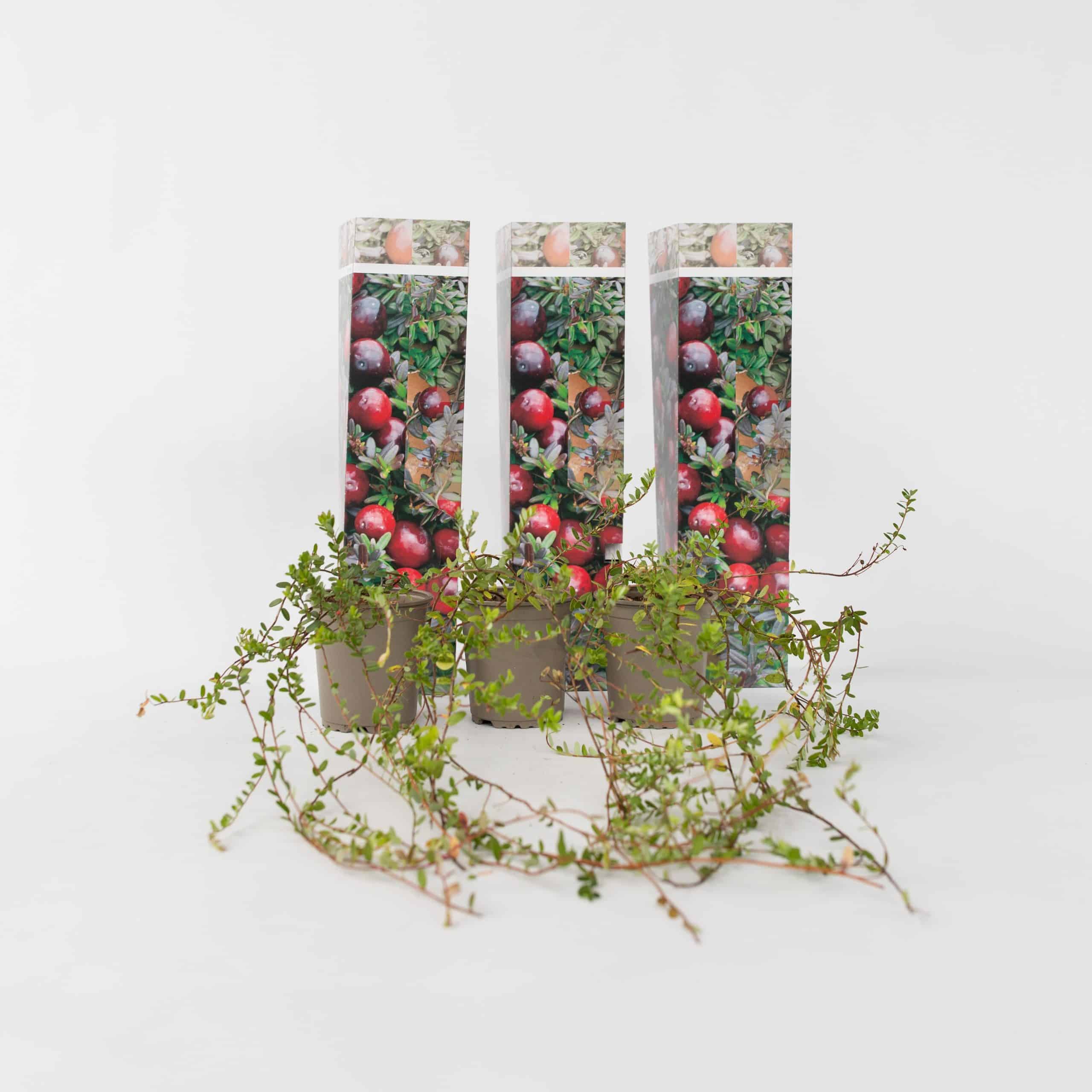 Plant in a Box - Preiselbeere - 3 Stk - Vaccinium macrocarpon 'Cranberry' - Höhe 10-20cm - Topf 9cm