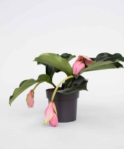 Plant in a Box - Rosenmedinilla - Medinilla magnifica - Höhe 40-50cm - Topf 17cm