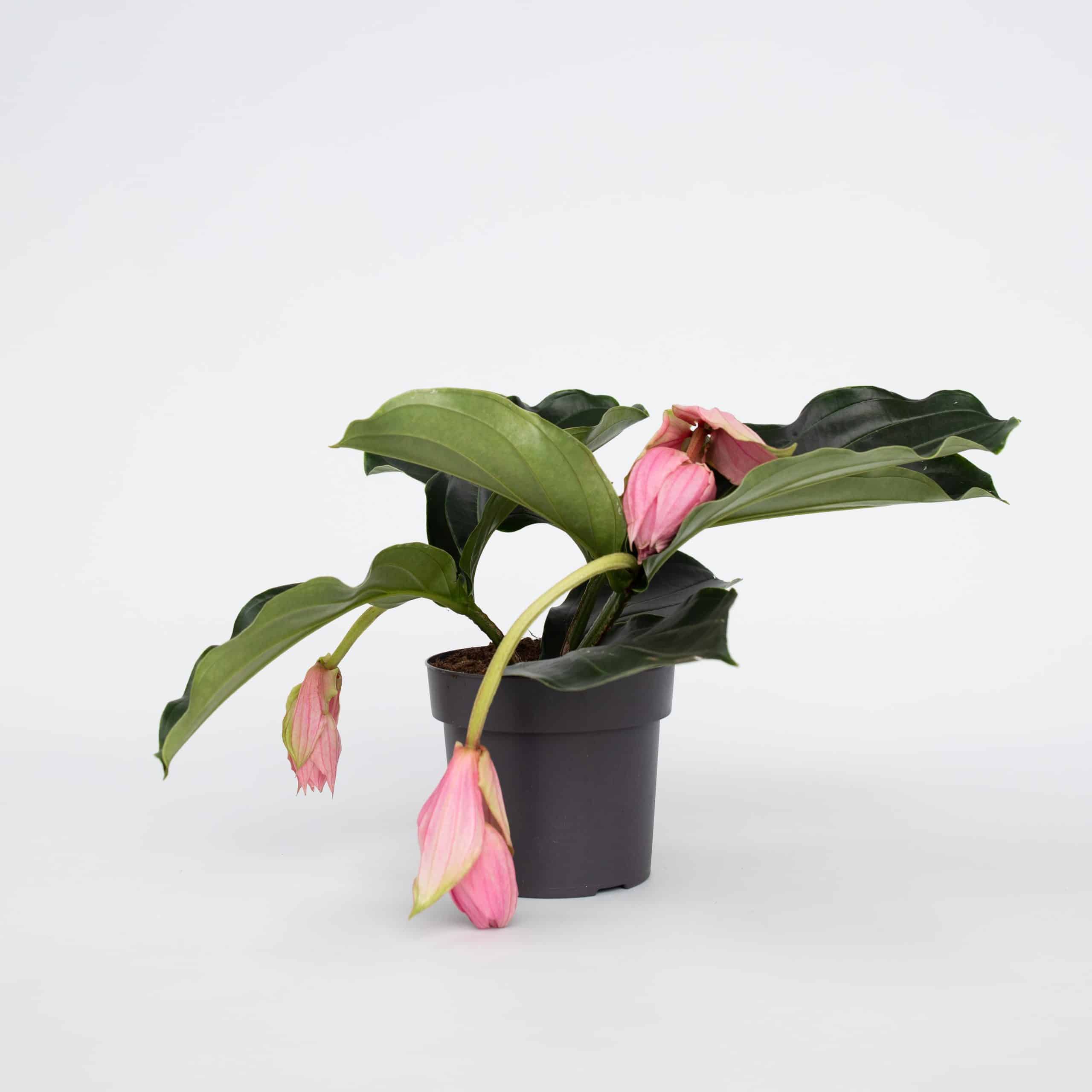 Plant in a Box - Rosenmedinilla - Medinilla magnifica - Höhe 40-50cm - Topf 17cm