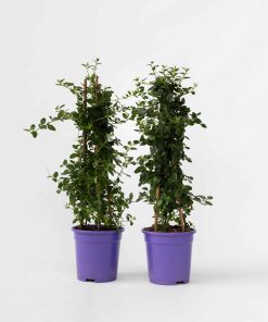 Plant in a Box - Säckelblume - 2 Stk - Ceanothus thyrsiflorus Repens - Höhe 60-70cm - Topf 17cm