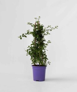 Plant in a Box - Säckelblume - Ceanothus thyrsiflorus Repens - Höhe 60-70cm - Topf 17cm