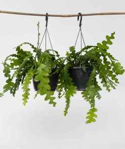 Plant in a Box - Sägeblattkaktus - 2 Stk - Epiphyllum 'Anguliger' - Höhe 30-40cm - Topf 15cm