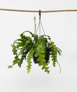 Plant in a Box - Sägeblattkaktus - Epiphyllum 'Anguliger' - Höhe 30-40cm - Topf 15cm