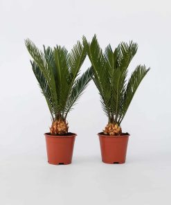 Plant in a Box - Sagopalmfarn - 2 Stk - Cycas revoluta - Höhe 45-60cm - Topf 15cm