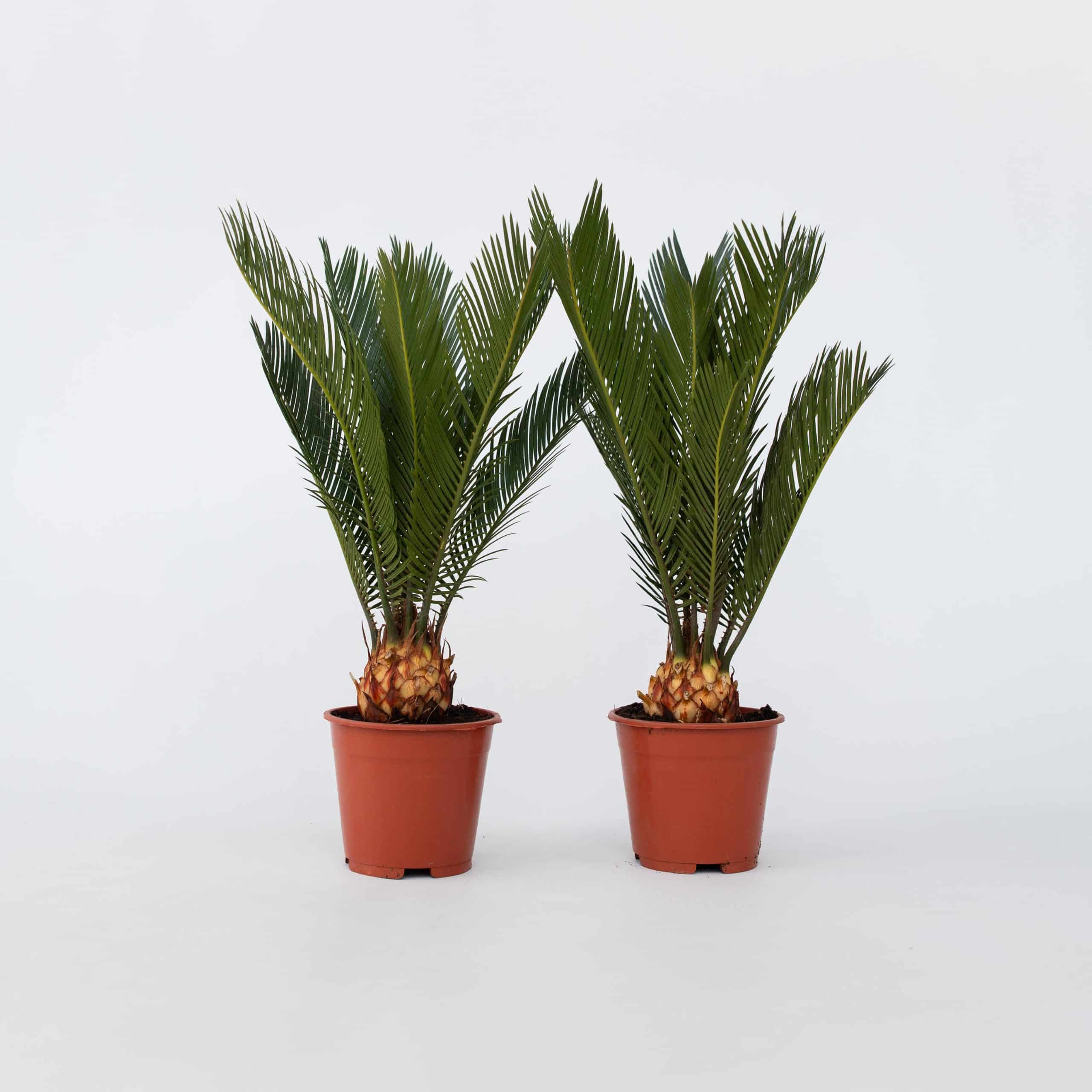 Plant in a Box - Sagopalmfarn - 2 Stk - Cycas revoluta - Höhe 45-60cm - Topf 15cm