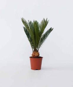 Plant in a Box - Sagopalmfarn - 4 Stk - Cycas revoluta - Höhe 45-60cm - Topf 15cm